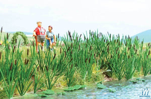 Cattails (60)