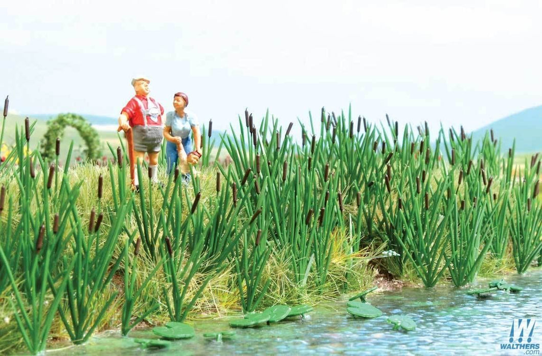 Cattails (60)