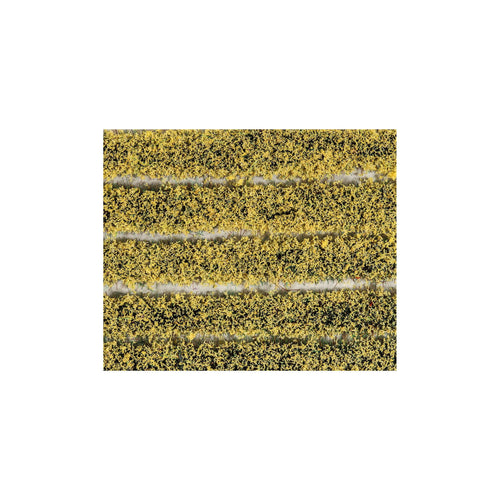 4mm Daffodils
