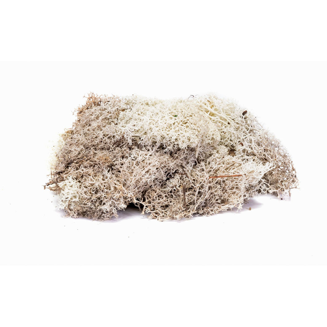 Lichen - Stone Grey - R7193 -Available