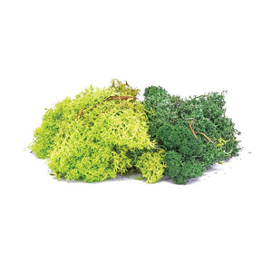 Lichen - Green Mix - R7194 -Available