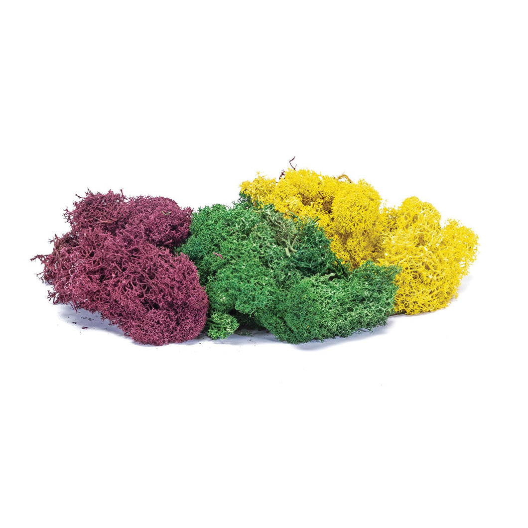 Lichen - Large Autumn Mix - R7197 -Available