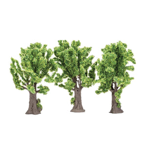 Maple Trees  Qty 6 - R7203 -Available