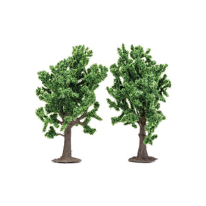 Beech Trees  Qty 6 - R7204 -Available