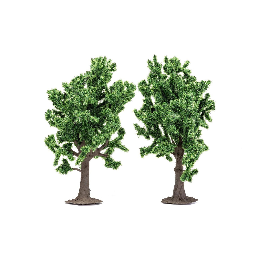 Beech Trees  Qty 6 - R7204 -Available