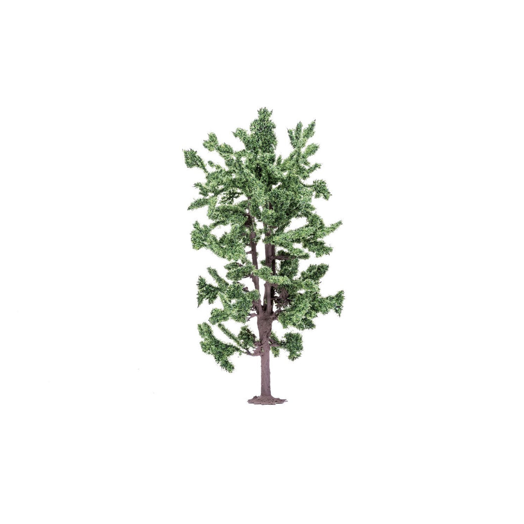 Lime Tree  Qty 6 - R7210 -Available