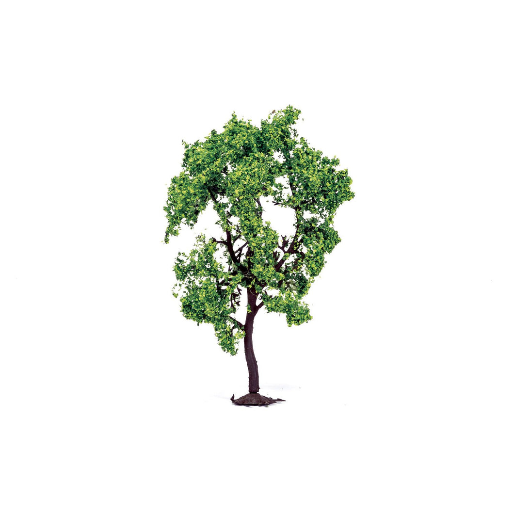 Pear Tree  Qty 6 - R7214 -Available
