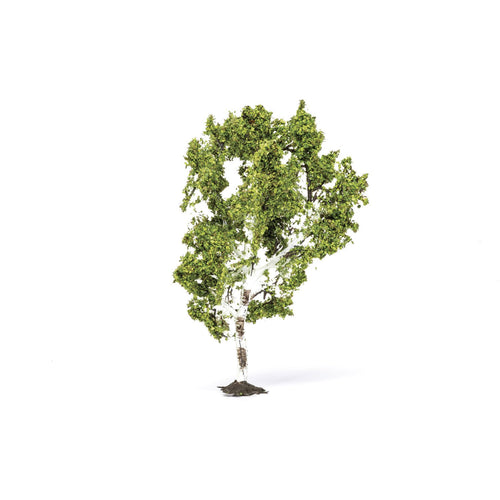 Birch Tree  Qty 6 - R7215 -Available