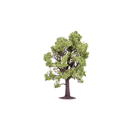 Beech Tree  Qty 6 - R7219 -Available