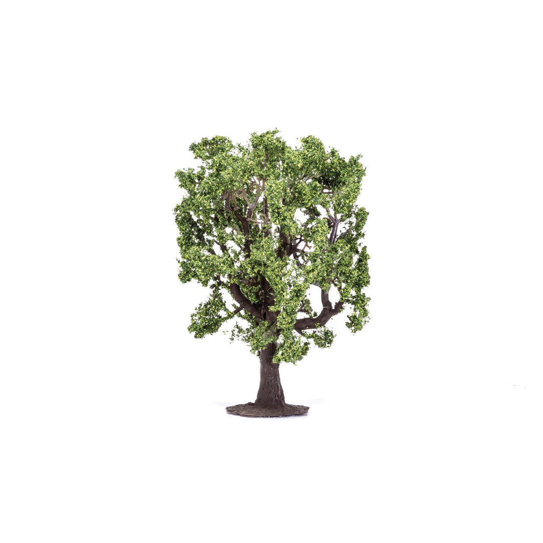 Oak Tree  Qty 6 - R7220 -Available