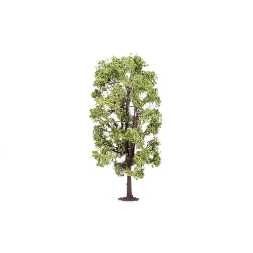 Lime Tree  Qty 6 - R7221 -Available