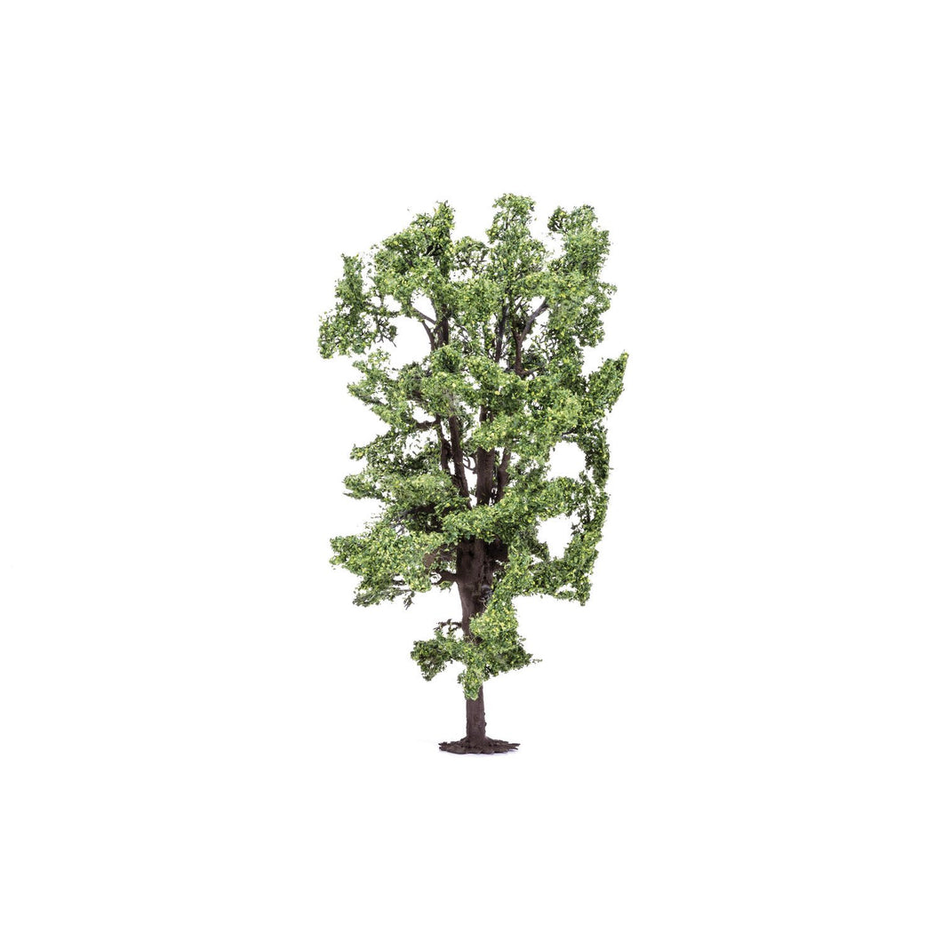 Horse-Chestnut Tree  Qty 6 - R7222 -Available