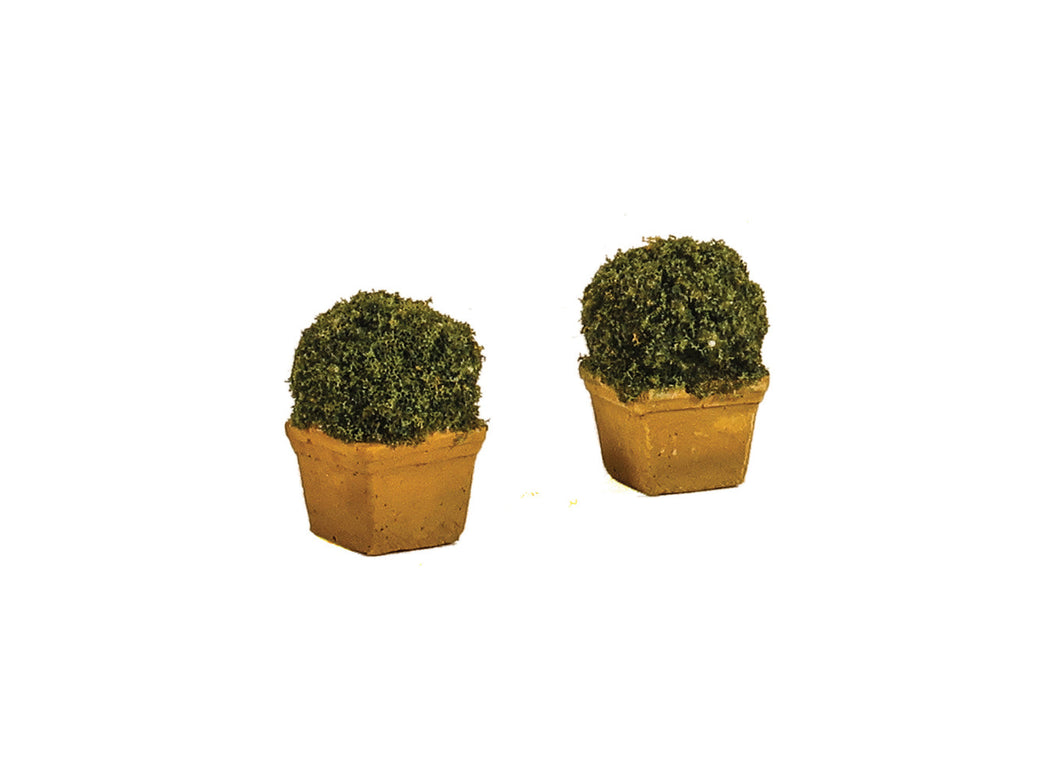 Bushy Shrubs in Terracotta Planters (2)