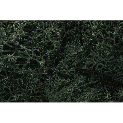 Dark Green Lichen