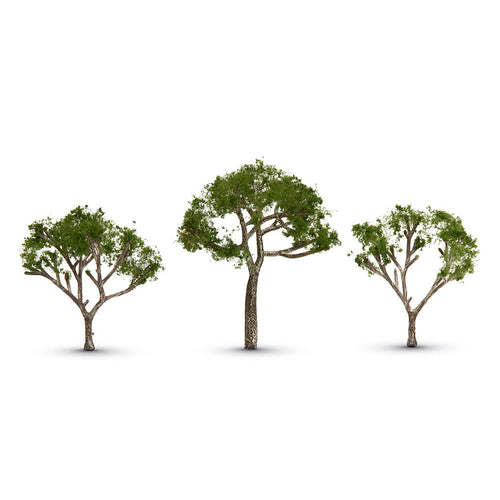 Gum Tree 2 1/2� “ 3 1/2�
