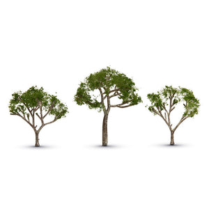 Gum Tree 2 1/2� “ 3 1/2�