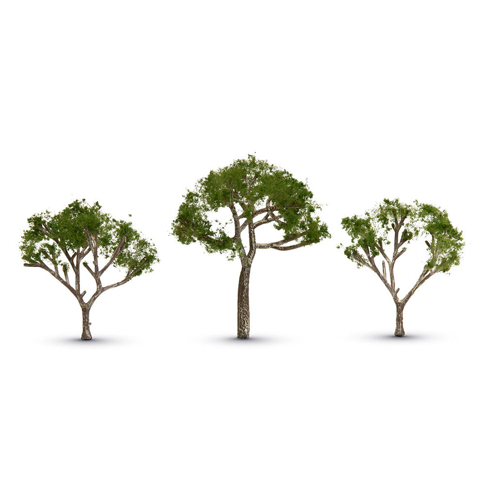 Gum Tree 2 1/2� “ 3 1/2�