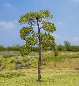Black Poplar 140mm Premium Tree