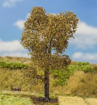Field Maple 75mm Premium Tree