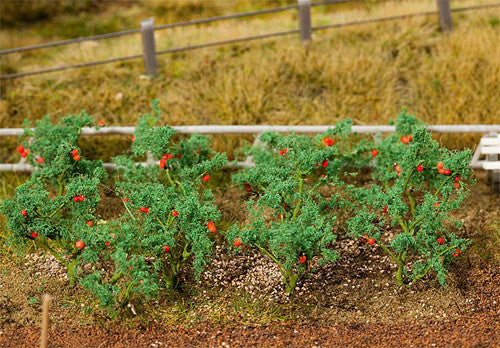 Tomato Plants (18)