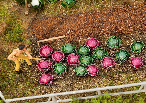 White Cabbages (10) & Red Cabbages (10)