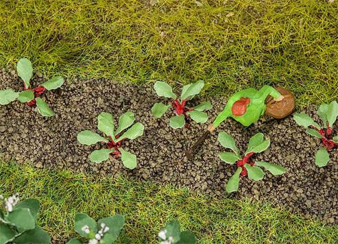 Rhubarb Plants 10mm (28)