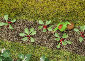 Rhubarb Plants 10mm (28)