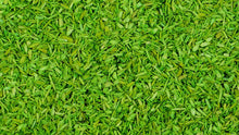 Load image into Gallery viewer, NEW ITEM - Spring Green Scenic Scatter (50g) - Gaugemaster Scenics - 105
