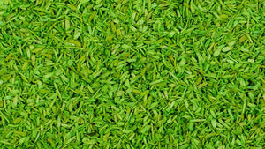 NEW ITEM - Spring Green Scenic Scatter (50g) - Gaugemaster Scenics - 105