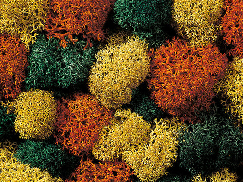 *Mixed Lichen 80g (GM166)