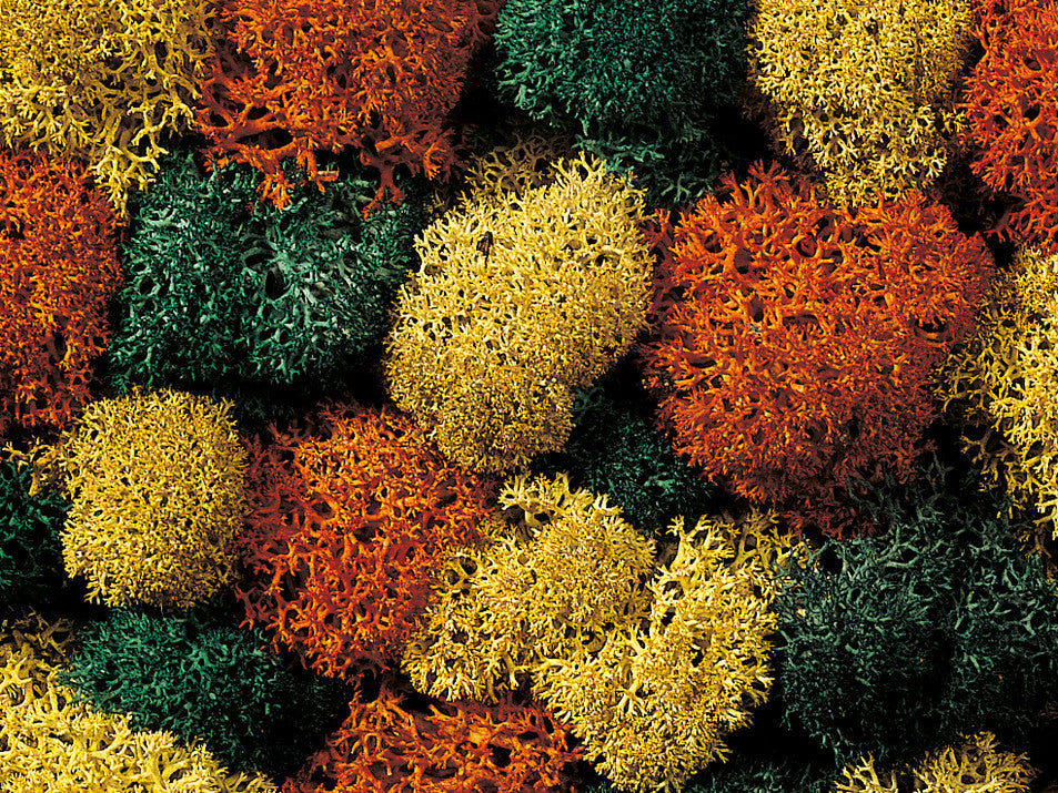 *Mixed Lichen 80g (GM166)