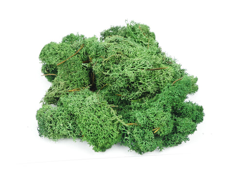 *Dark Green Lichen 80g (GM165)