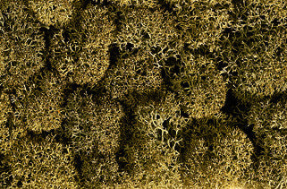 Stone Grey Lichen (35g)