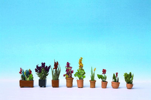 Ornamental Plants in Pots (9)