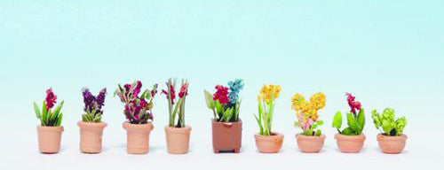 Ornamental Plants in Pots (9)