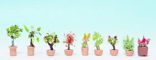 Ornamental Plants in Tubs (9)