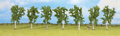 Birch (7) Classic Economy Trees 10cm