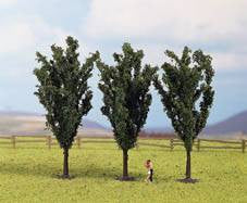 Poplar (3) Classic Trees 5.5cm